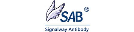 Signalway Antibody